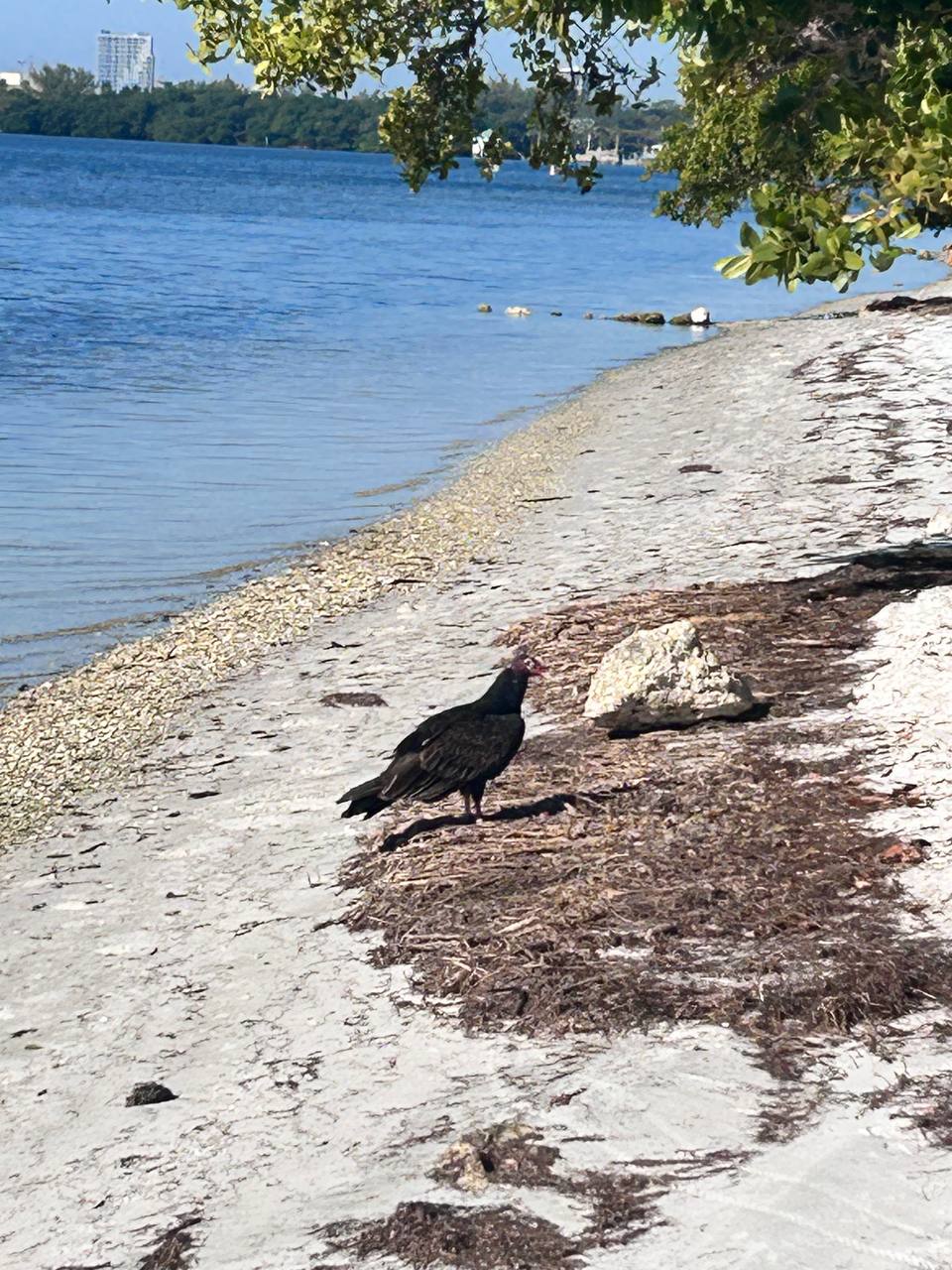 Miami vulture beach — the Atlantic coast side of the city