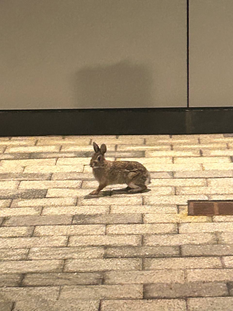 MIT rabbit on brick path at night